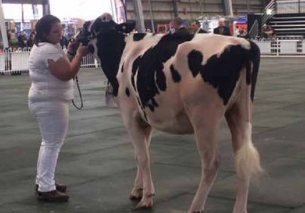 SHOW TIME: Katie Anderson with her award-winning Bluechip Toffees Apple-RC. SHOW TIME: Katie Anderson with her award-winning Bluechip Toffees Apple-RC.